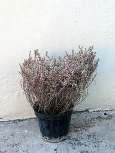 Salva (Salvia oficinalis) Medicinal (inflamação na boca e garganta); Também conhecida
