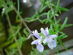 Alecrim (Rosmarinus officinalis) Utilizada com fins culinários, medicinais, religiosos, e a sua essência também é utilizada em perfumaria Tem