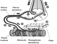 Músculo Esquelético Quais são as diferenças entre as fibras musculares esqueléticas do Tipo I e do Tipo II?