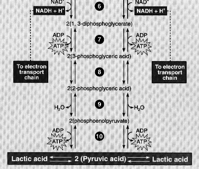 2. Fontes Rápidas de Energia Glicogênio muscular Glicogênio hepático Glicose circulante 12 reações enzimáticas 3 ou 2 ATP/mol Limitado (sem O 2 => ác.