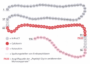 Procalcitonina Precursor da calcitonina. 13 kda 3 moléculas: calcitonina; katacalcin; aminoprocalcitonina.