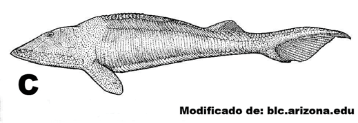 Cordados II Representante de Pteraspidomorphi (A), Anaspida (B) e Osteostracomorphi (C). CONCLUSÃO Os peixes inauguram uma nova fase no ambiente aquático.