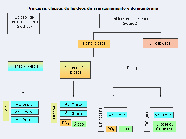 Glicerol + R 1 - Na + + R 2 - Na + + - Na + R 3 Sais de