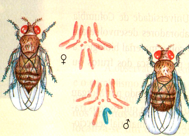 Drosophila melanogaster Qual o seu