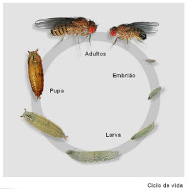 Esperança média de vida 60 dias O ciclo de vida dura 12 dias: fase de ovo - 1 dia 1ª forma larvar 1 dia 2ª forma larvar