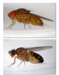 A forma de Drosophila predominante na natureza, tem corpo cinzento, olhos vermelhos e asas longas e denomina-se forma selvagem