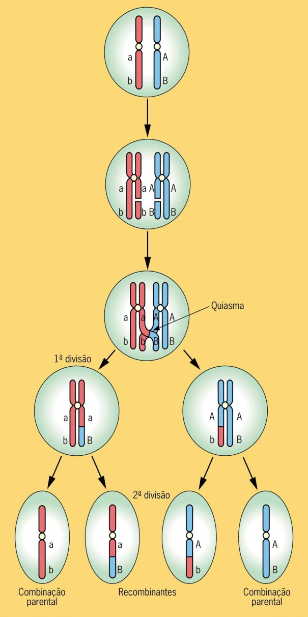 Ligação factorial / linkage Crossing-over é a troca de partes entre cromossomas homólogos durante a meiose e é um dos principais factores para a variabilidade genética.
