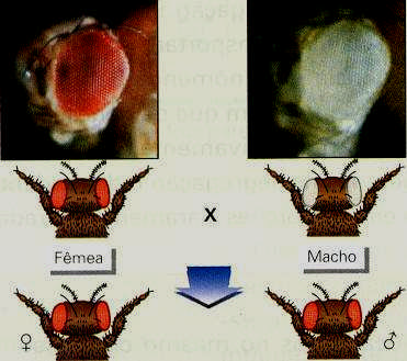 Drosophila melanogaster E elaborou também o cruzamento recíproco.