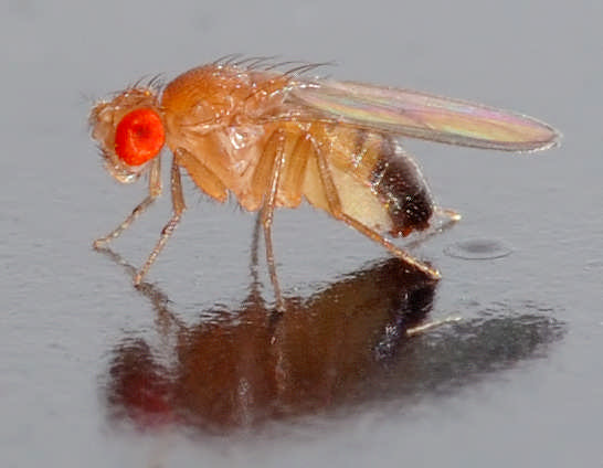 Mosca da fruta e Genética A mosca da fruta (Drosophila melanogaster) é umexcelente material biológico para trabalhos experimentais de genética: reduzidas dimensões (3 a 4 mm); fácil conservação,