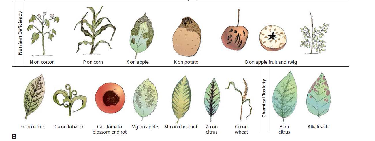 Injúria causada por herbicida em folha de mamoerio (AGRIOS, 2005) erinose da lichia (ácaro) (Eriophyes lichii) Vários tipos de sintomas causados por diferentes fatores do ambiente (AGRIOS, 2005).