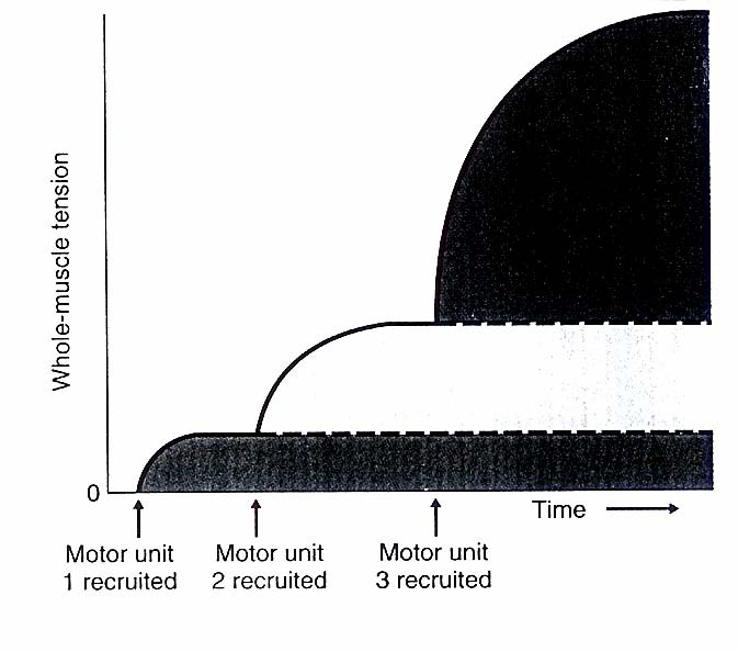 CONTRACÇÃO MUSCULAR TENSÃO DEPENDE DE: TENSÃO DESENVOLVIDA POR CADA FIBRA FREQUÊNCIA DO POTENCIAL DE ACÇÃO (TENSÃO/FREQUÊNCIA) COMPRIMENTO