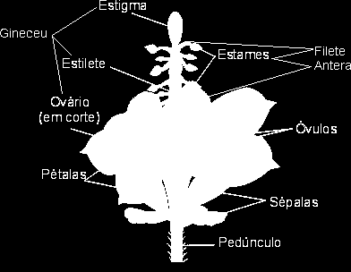 Mecanismos de proteção da alogamia: Dioicia Plantas dióicas: mamão, espinafre Monoicia Plantas monóicas: abóbora,