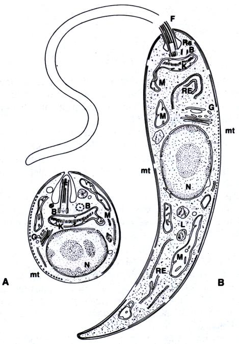MORFOLOGIA: HV: amastigota De 2 a 6 m de altura por 1 a 3 m de largura, formato ovóide, intracelular, com núcleo e cinetoplasto. Não apresenta flagelo livre.