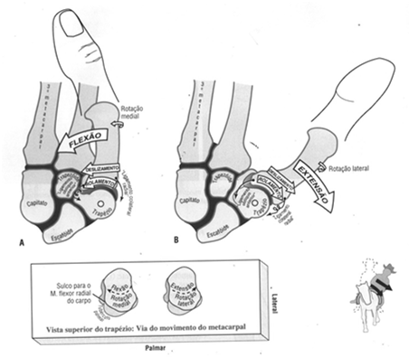 POLEGAR ABDU e ADU Manipulação de objetos: Abre o espaço interdigital do polegar 45º POLEGAR FLEXÃO E EXTENSÃO 45º-50º a partir da extensão total 10º-15º a partir da posição anatômica ARTIC.
