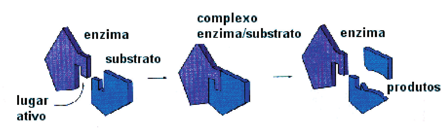 A QUÍMICA QUE EXISTE EM NOSSO CORPO ATIVIDADE 4 Ele atua como uma linha de desmontagem molecular, em que as complexas moléculas que constituem o alimento vão sendo quebradas em moléculas menores até