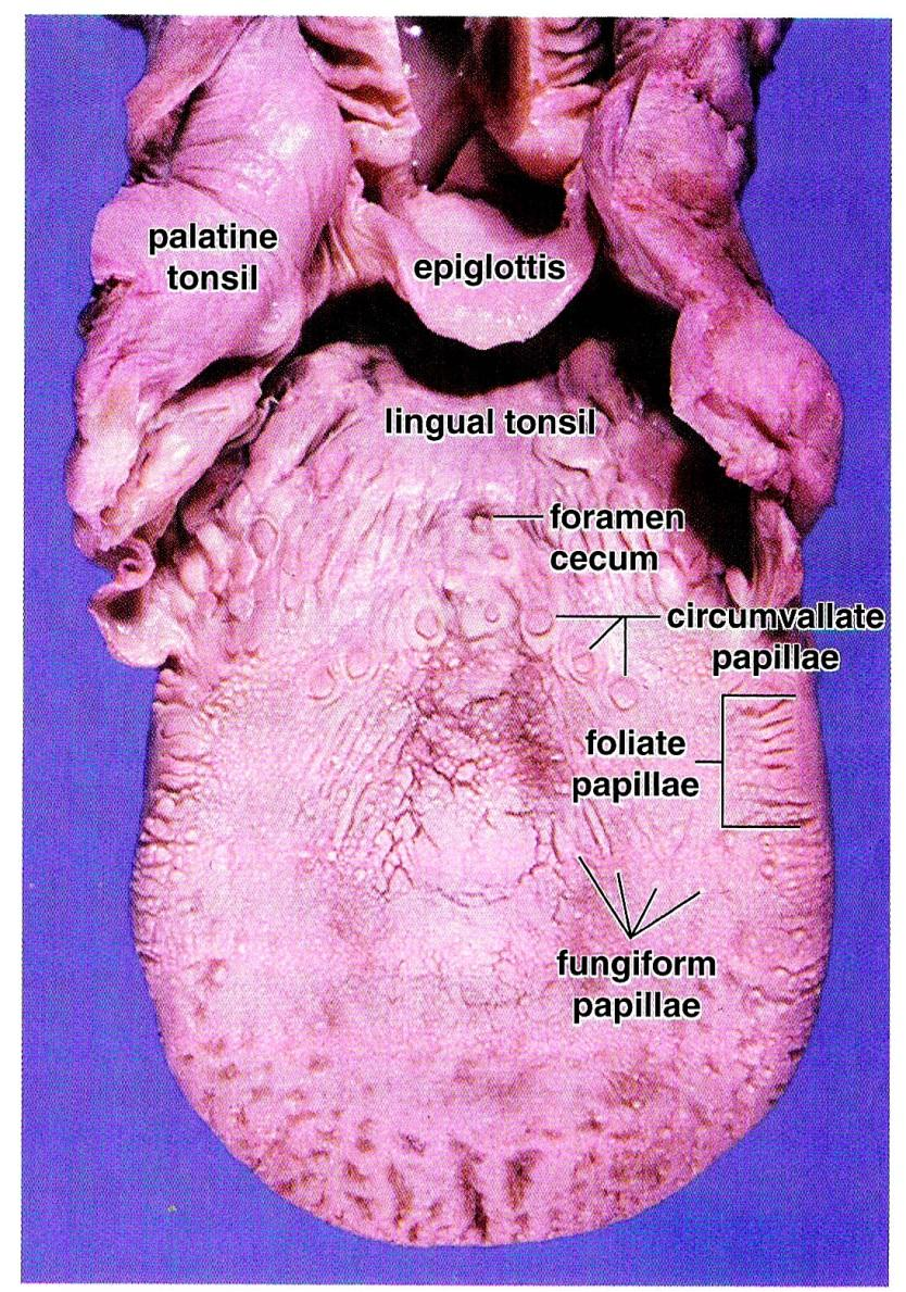 AZEDO SALGADO DIGESTÃO NA BOCA Devido ao atrito com o alimento, a cavidade oral é revestida por epitélio estratificado pavimentoso; O epitélio apresenta glândulas secretoras de muco que
