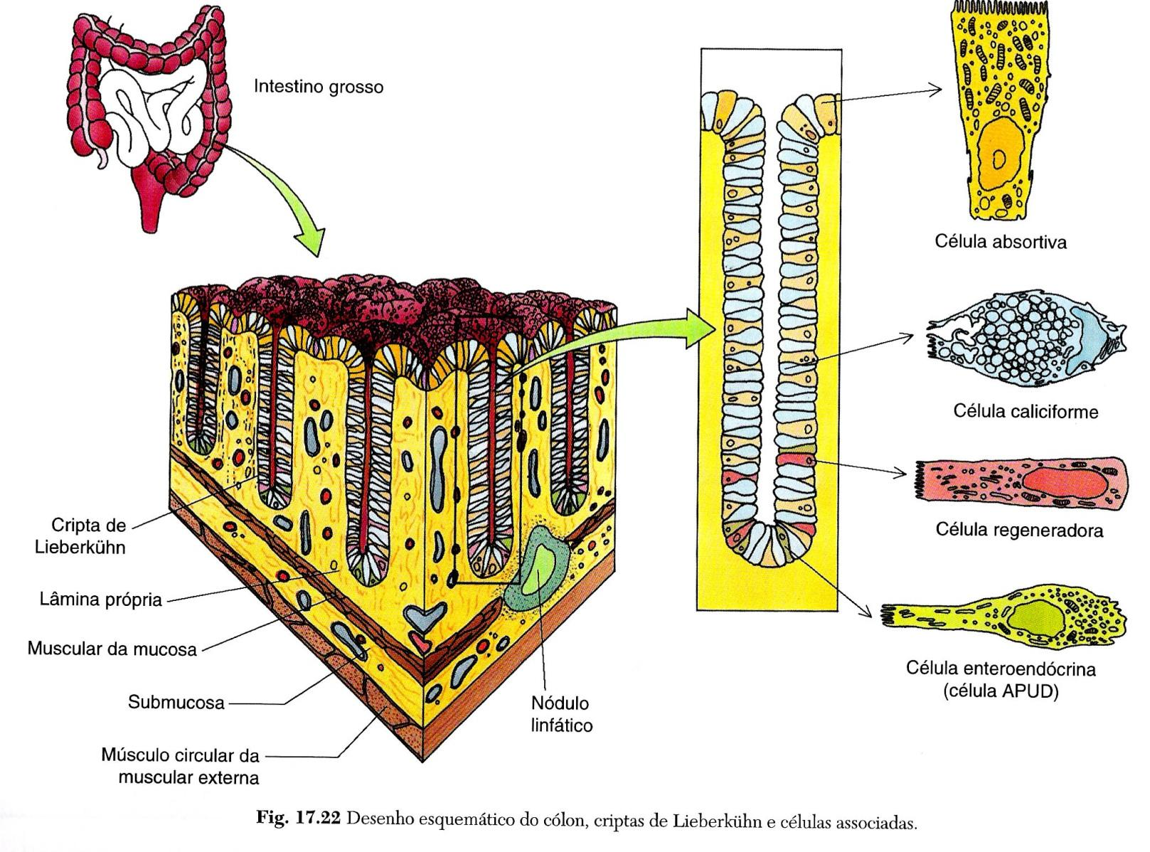 O intestino grosso apresenta epitélio cilíndrico simples com muitas células produtoras de muco