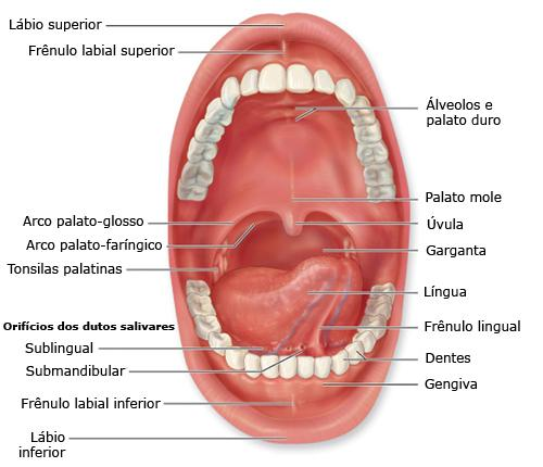 DIGESTÃO NA BOCA Dentes: mastigação do alimento sólido, reduzindo-o a pedaços; Glândulas salivares: secreção de fluido contendo enzimas digestivas