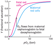 Hemoglobina Hemoglobina fetal possui maior afinidade por oxigênio que hemoglobina