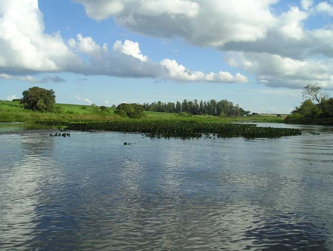 11 Fig. 7. Trecho de coleta na desembocadura do Rio Novo, no reservatório de Salto Grande SP/PR. Fig. 8.