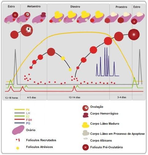 19 Figura 1 - Esquema do ciclo estral e dinâmica folicular em bovino.