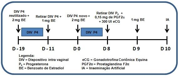 39 Para o grupo pré-sincronização hormonal (GT) a base de progesterona e estradiol, os animais receberam o seguinte tratamento: dia menos dezenove (D-19): inserção de DIV 1 P 4 previamente utilizado