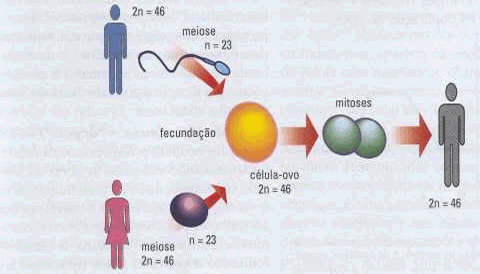 Na formação de espermatozóides e de óvulos ocorre outro tipo de divisão celular: a meiose.