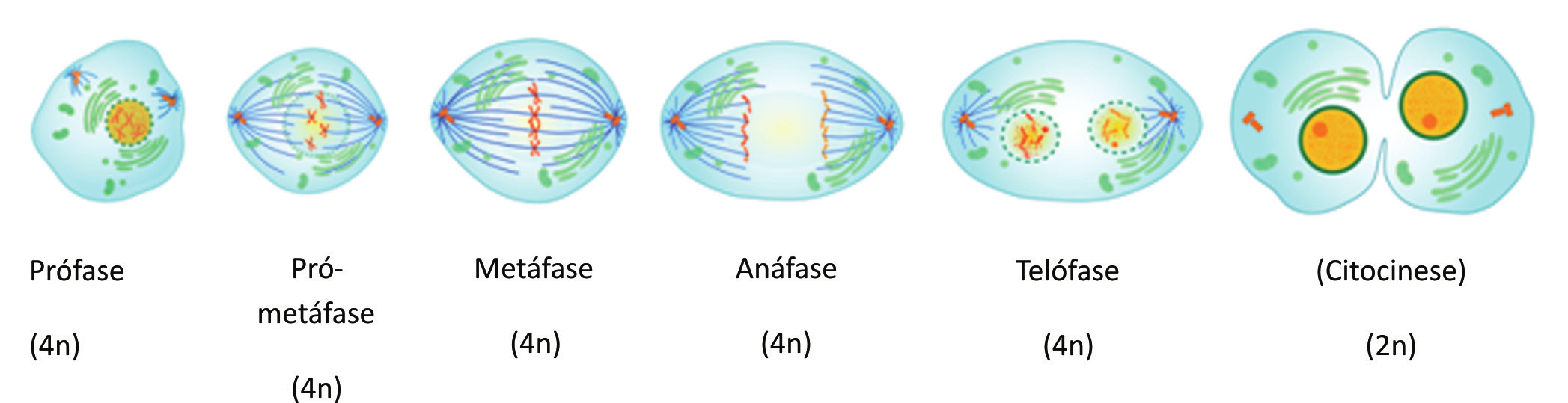 A fase M envolve uma série de eventos que dão início a divisão nuclear (mitose) e terminam com a citocinese, um processo que implica na divisão do citoplasma, finalizando assim a divisão das duas