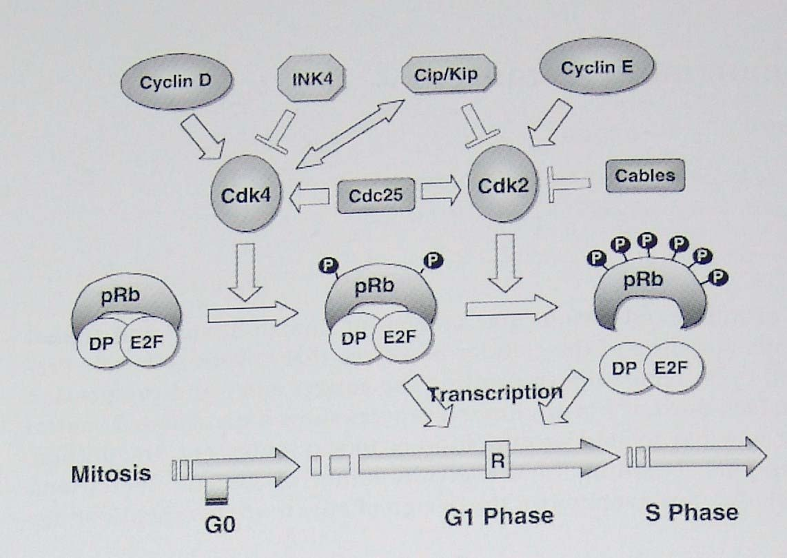 Controle do ciclo celular