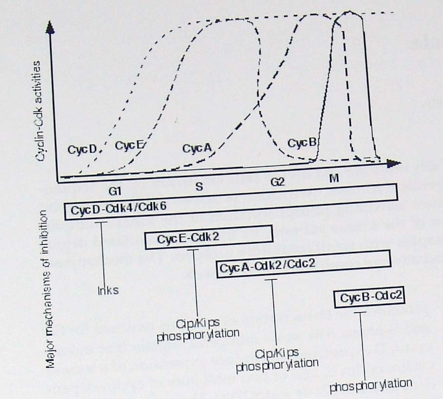 O ciclo celular Controle do ciclo celular: Ciclinas CDKs