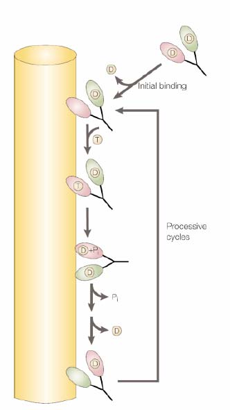Aspectos mecânicos da mitose Microtúbulos e proteínas