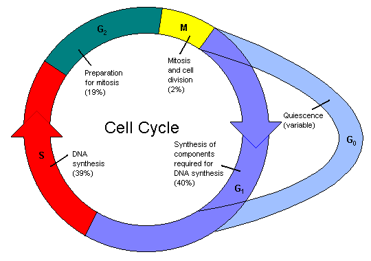 O ciclo celular Seqüência ordenada de eventos que possibilita a geração de duas células filhas idênticas à
