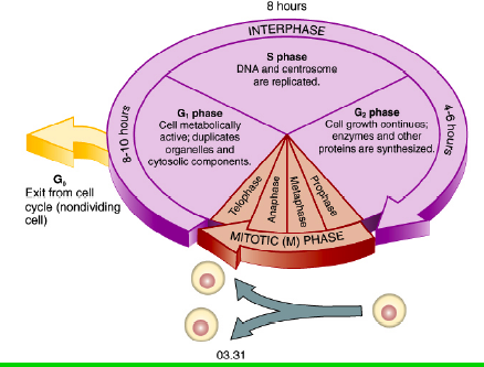 Interfase 95% do ciclo celular Duplicação das organelas
