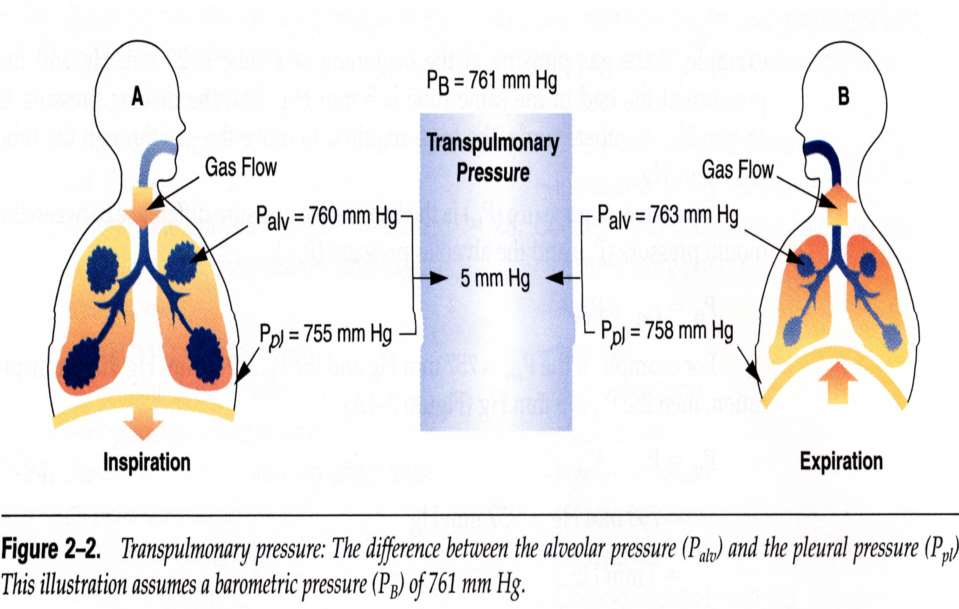 Inspiration = Thorax expands - Intrapleural pressure gets more negative - this causes transpulmonary pressure to