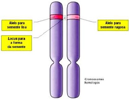 De Mendel à actualidade Genes alelos Factores de Mendel são actualmente, designados por genes (segmentos de DNA).