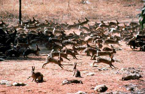 Aspectos aplicados Controle biológico Praga de coelhos na Austrália Introdução de 12 indivíduos em 1859 Ausência de predadores e recursos alimentares abundantes Em 1950, a população estimada