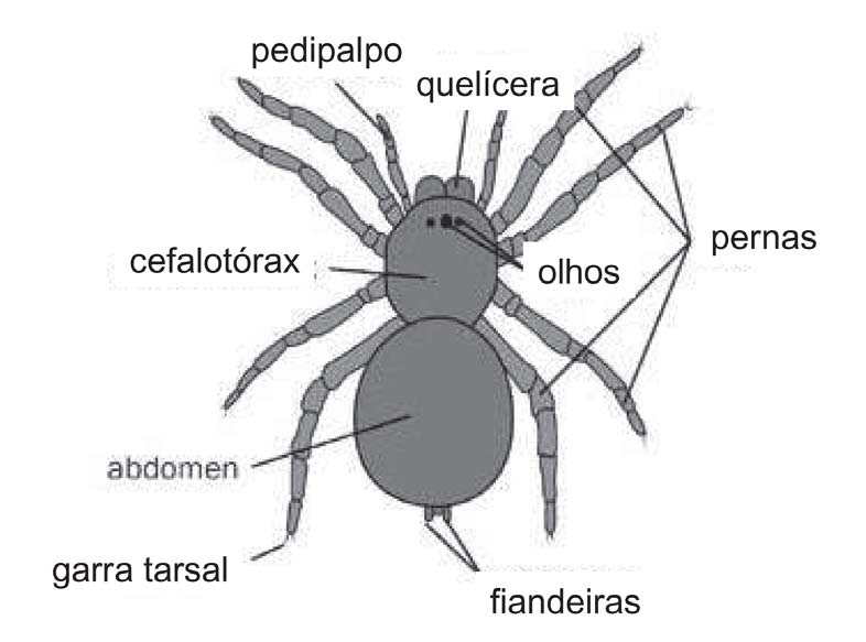 Invertebrado II INTRODUÇÃO Corpo dividido em dois tagmas: Cefalotórax (prossoma): ácron + 7 segmentos e 6 pares de apêndices; apêndices do primeiro segmento perdidos (assim como deutocérebro); O