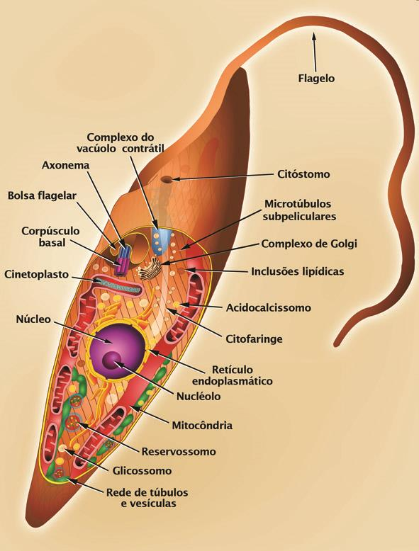 Epimastigota: forma alongada, com cinetoplasto anterior ao núcleo.