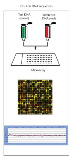 (A) (B) DNA preparation Hybridization Fluorescence acquisition Image analysis Figura 10- (A) Hibridização competitiva da amostra teste e amostra controlo marcadas com diferentes fluorocromos e