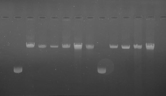 LA759/13 (poço 11 e 12) devido à existência de um reduzido arrastamento que não se verifica nas outras amostras analisadas (Figura 33).