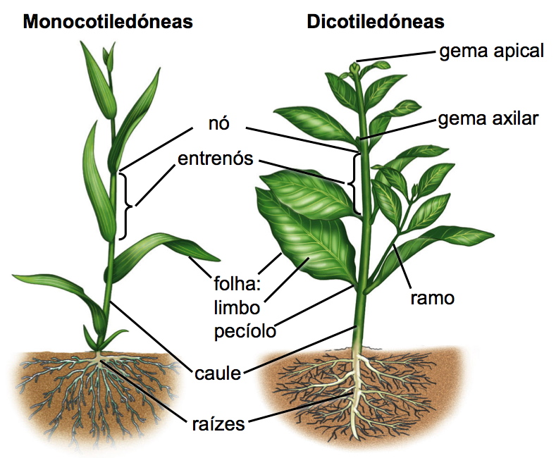 Ficha 6 - Pantas vasculares com flor Angiospérmicas As angiospérmicas (do grego angios - "urna" e sperma - "semente") são plantas cujas sementes são protegidas por uma estrutura denominada fruto.