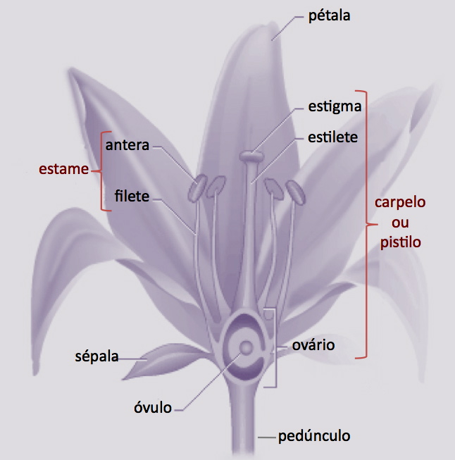 dos grãos de pólen, e o estilete, um prolongamento superior em forma de haste por onde penetra o tubo polínico. O óvulo quando maduro contém o gâmeta feminino, a oosfera.