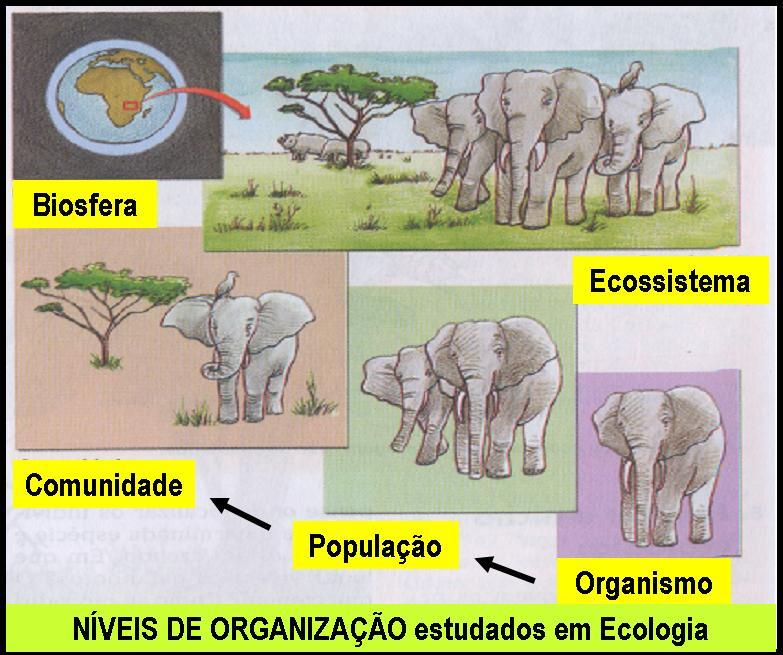 Estende-se de 8 km acima da superfície