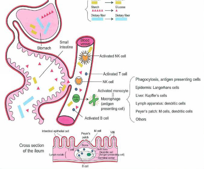 Amido, fibra dietética e Nanolux são classificados como polissacarídeos. O amido é digerida pela saliva, suco pancreático e suco intestinal e é absorvido no intestino delgado, como a glucose.