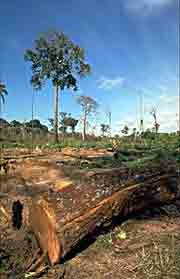 Floresta amazónica pior do que se supunha A desflorestação da Amazónia brasileira é pior do que se julgava, segundo novos dados de satélites que assinalam abates selectivos ilegais de árvores, indica