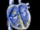 SAO GONCALO 2011- Enfermeiro 3- O eletrocardiograma (ECG) representa valioso registro do funcionamento cardíaco, quanto à atividade elétrica.