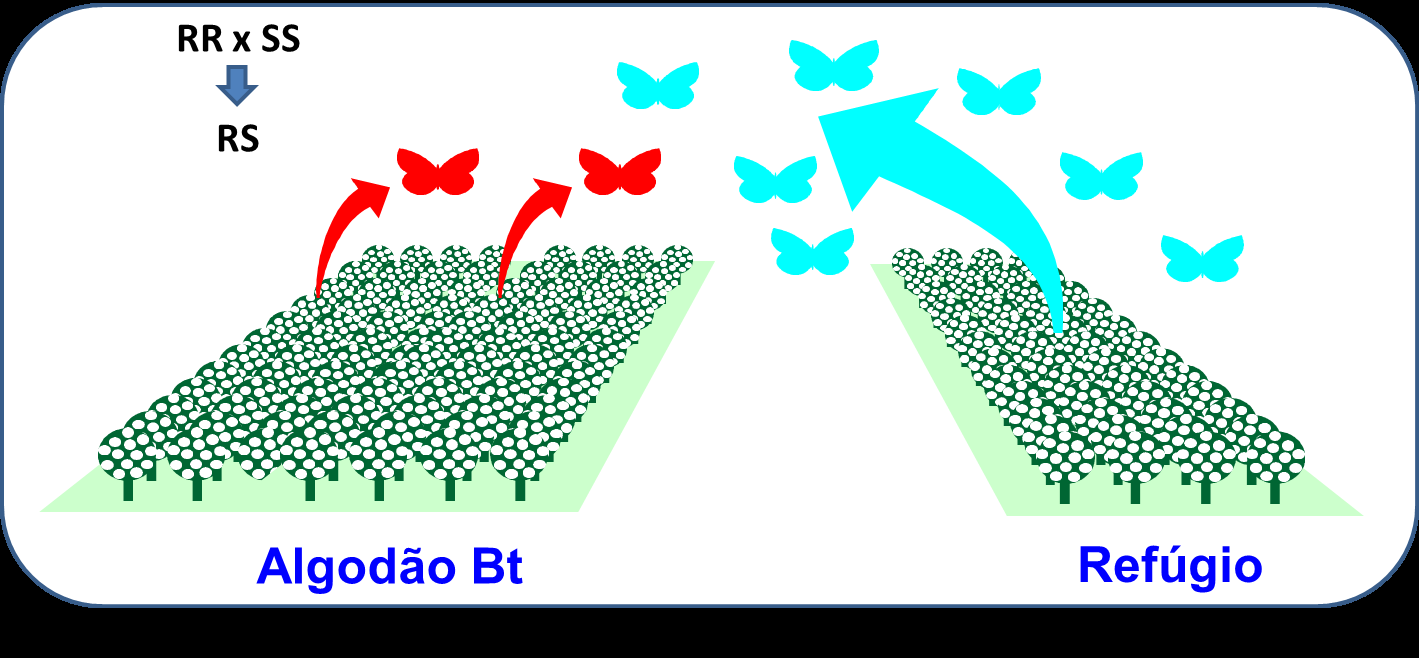 Plantas transgênicas Bt Adoção de refúgio A função da área de refúgio é fornecer insetos suscetíveis para acasalar com os insetos