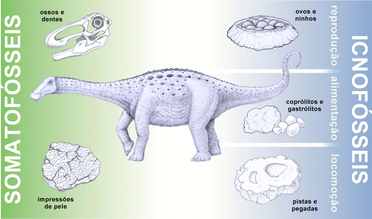 Figura 6: Tipos de fósseis que podem resultar de um mesmo dinossáurio.