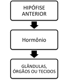 5 05 - O esquema ao lado representa um eixo importante do sistema endócrino, no qual a hipófise anterior (adeno-hipófise) libera hormônios que controlam, além das glândulas endócrinas, diversos