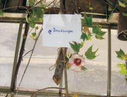 Hibridação Intrespecífica em Algodoeiro Visando a Seleção de Cultivares com 15 ser transferidas para as cultivares tetraplóides, através de diversas metodologias de cruzamentos interespecíficos e